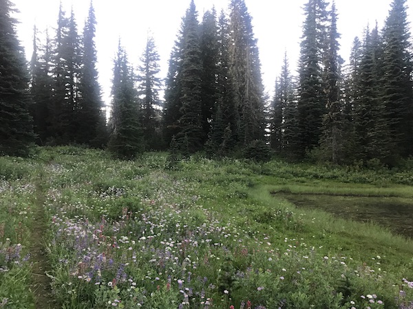 Image of mountain flowers