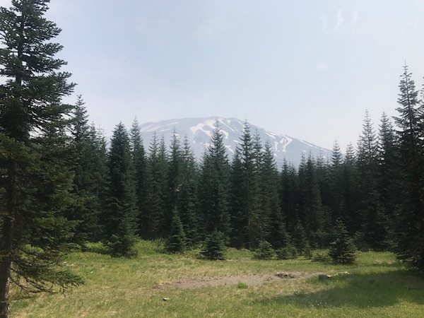 Image of Mount St. Helens through the trees