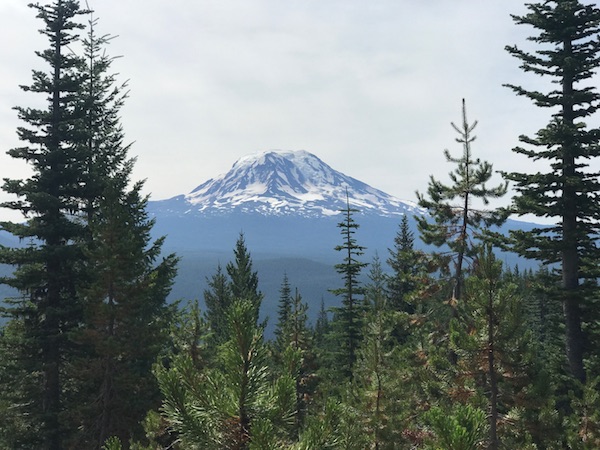 Image of a view of the mountain above the trees